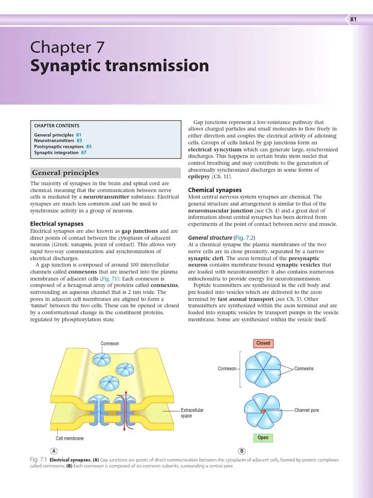 Chapter 7 Synaptic Transmission 2014 Clinical Neuroscience | PDF