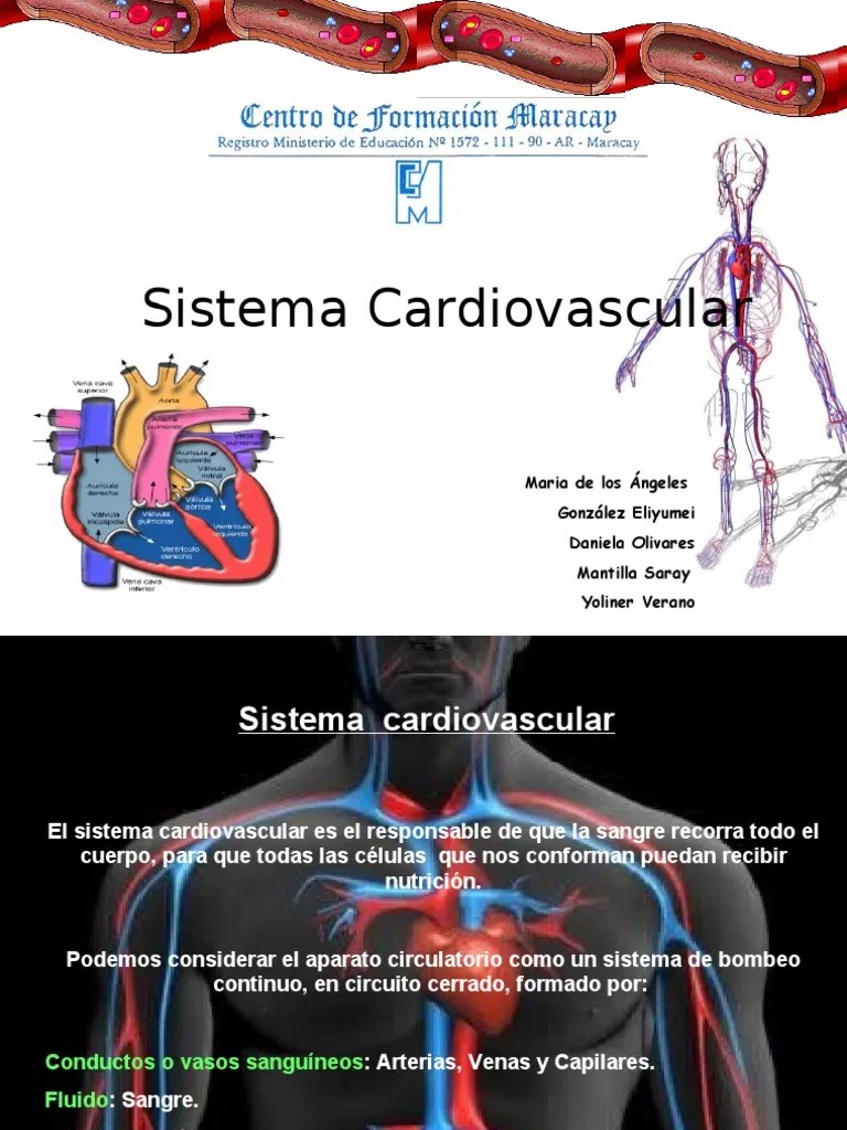 Presentación Exposición Del Sistema Cardiovascular PDF Corazón