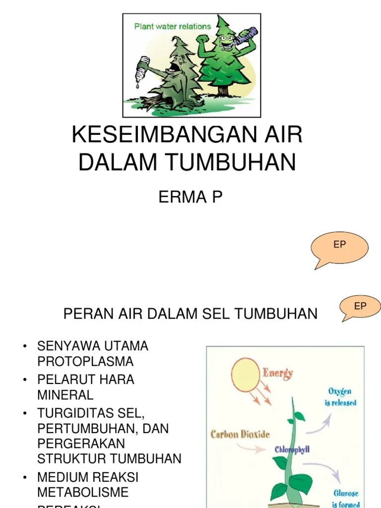 Keseimbangan Air Dalam Tumbuhan