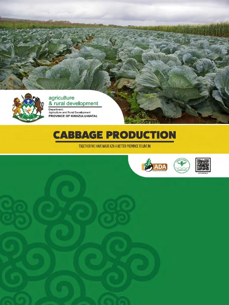 CabbageProduction English PDF