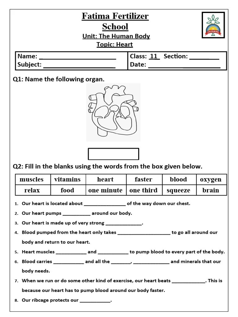 Heart Worksheet 1 PDF
