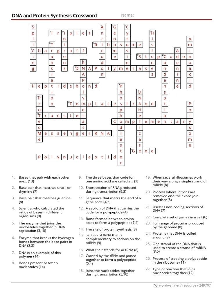 Dna and Protein Synthesis Crossword | PDF | Base Pair | Biotechnology