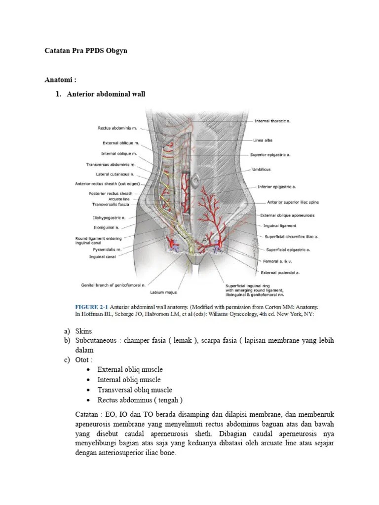 Anatomi Obgyn PDF