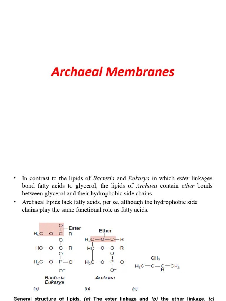 Archaeal Membranes AND CELL WALL PDF Archaea Cell Wall