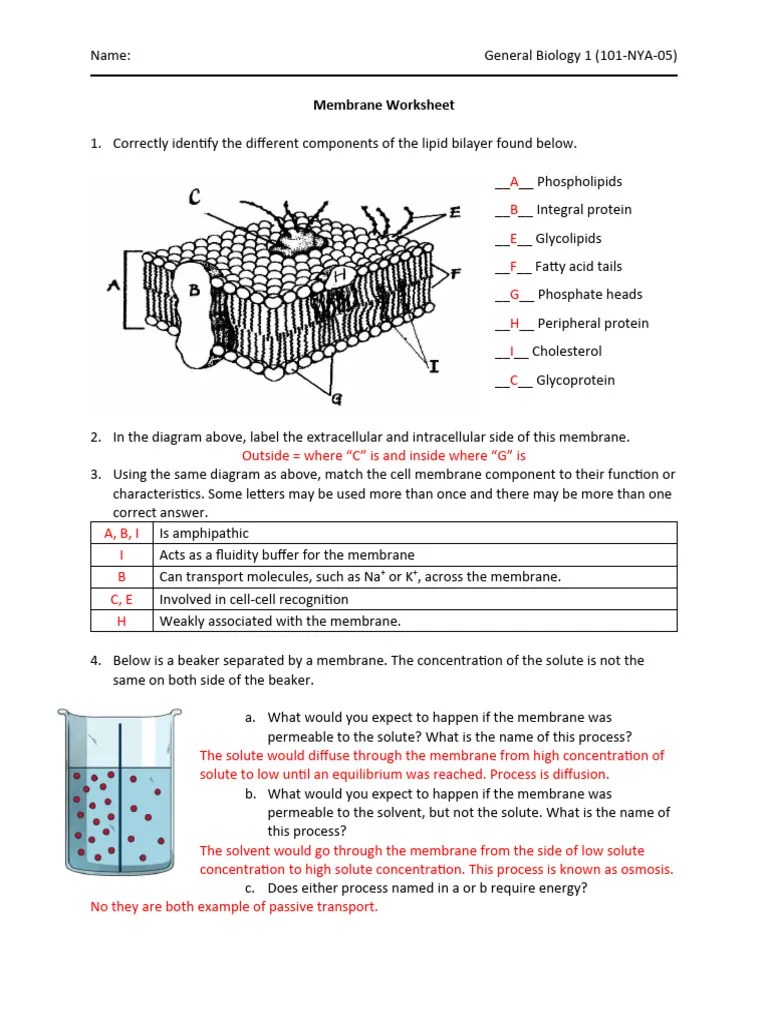 Membrane_Worksheet_answerkey | PDF | Lipid Bilayer | Applied And