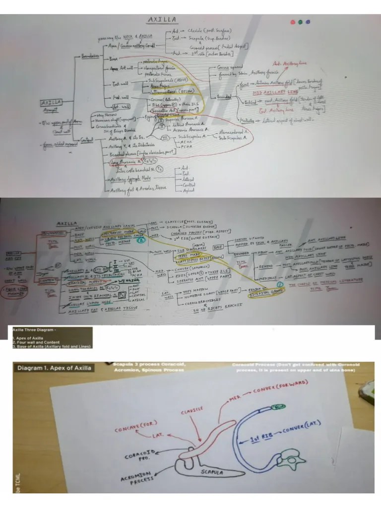 Axilla Anatomy | PDF