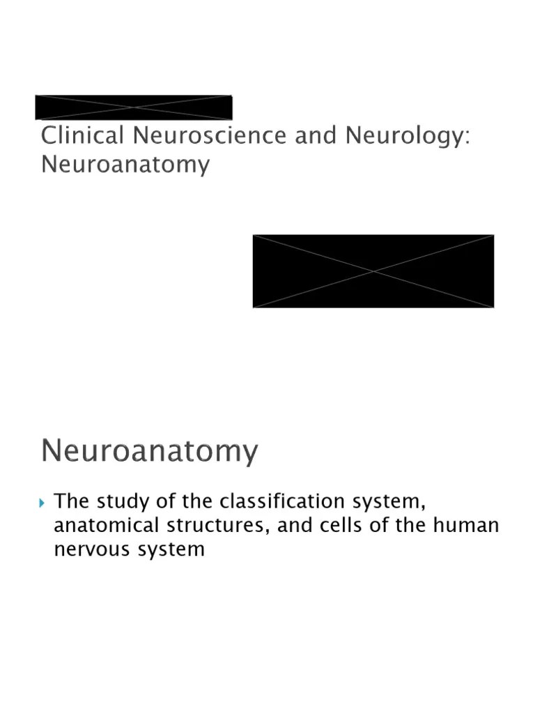L1b Neuroanatomy Download Free PDF Neuron Axon