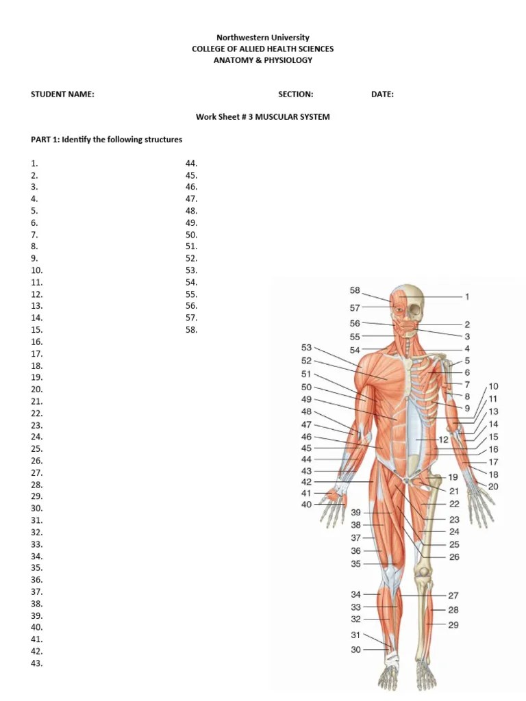 Muscular System Worksheet | PDF
