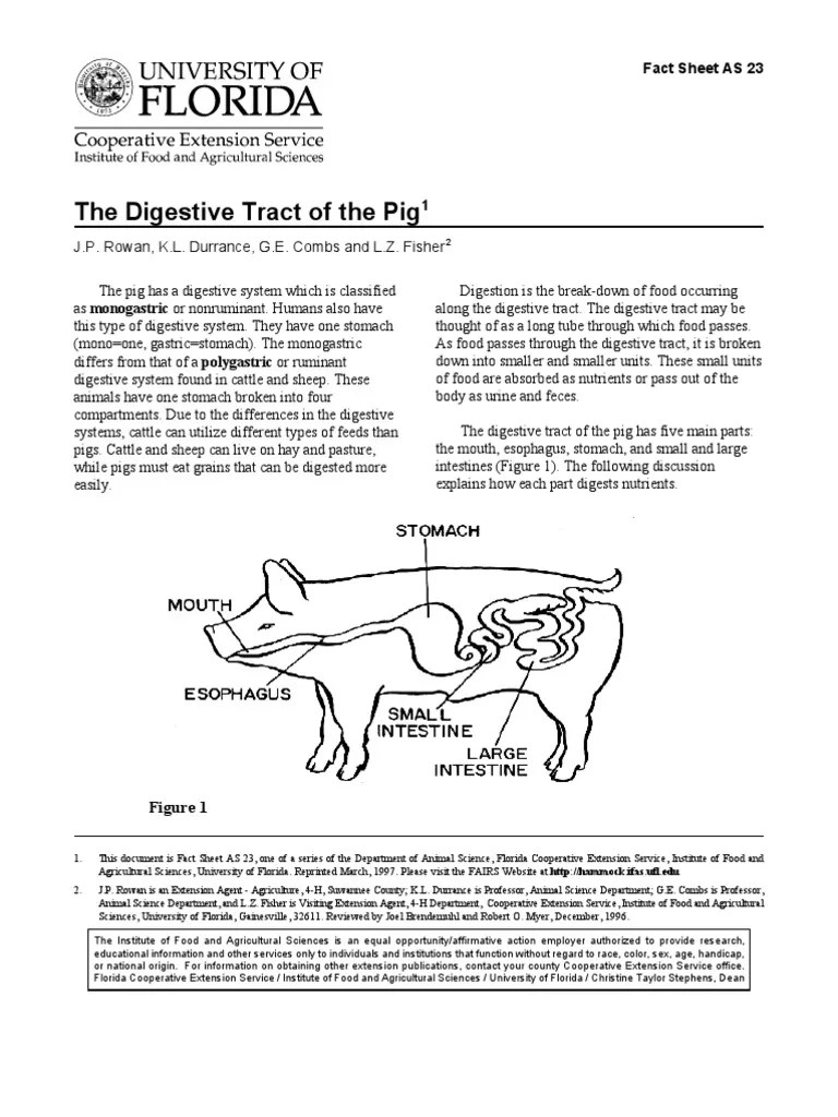 Digestive Tract of the Pig Small Intestine Digestion