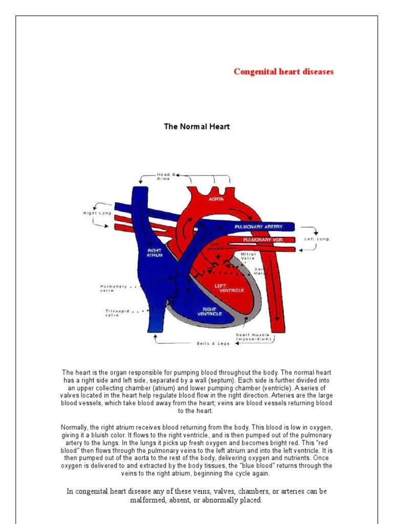 The Normal Heart Heart Congenital Heart Defect