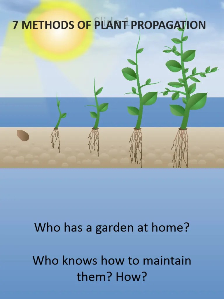 7 Methods of Plant Propagation PDF