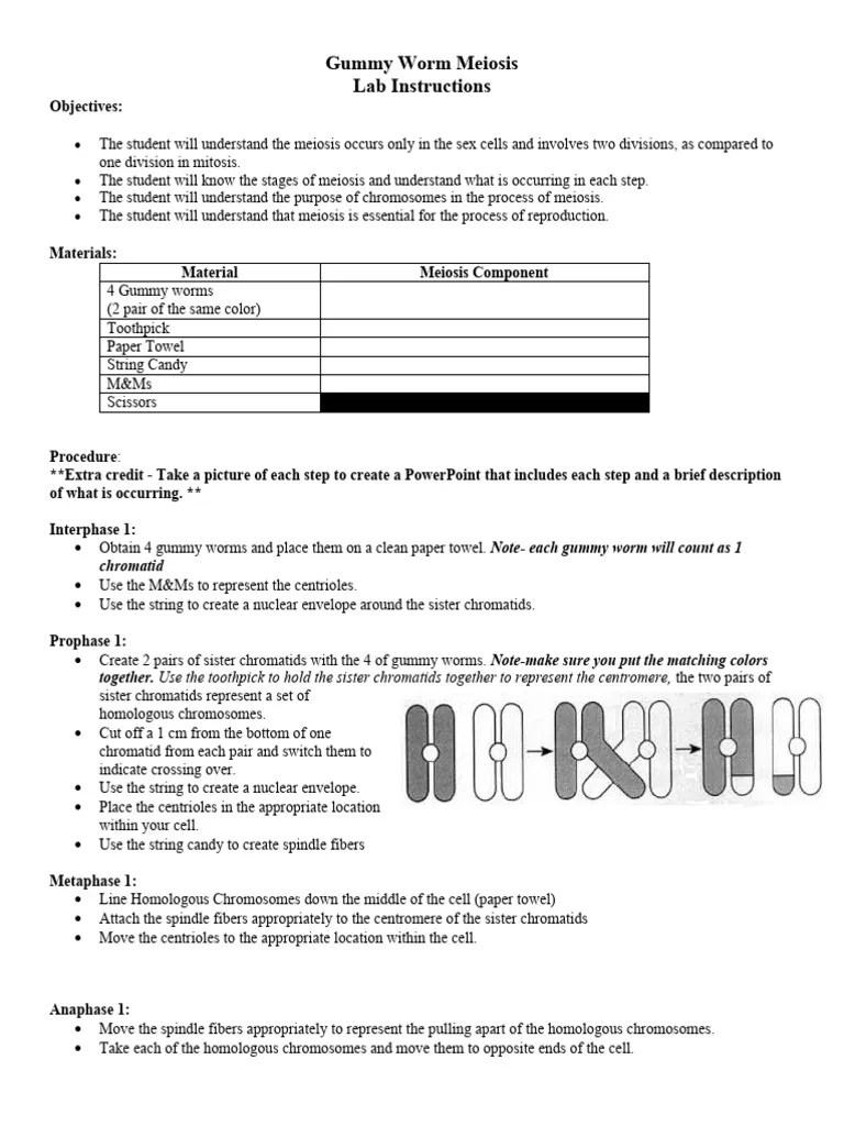 Gummy Worm Meiosis Lab PDF Meiosis Ploidy
