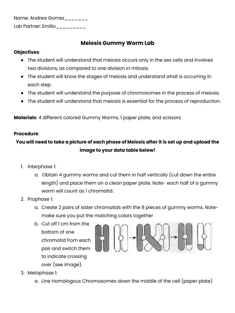 Copia de Meiosis Gummy Worm Lab Download Free PDF Meiosis Mitosis