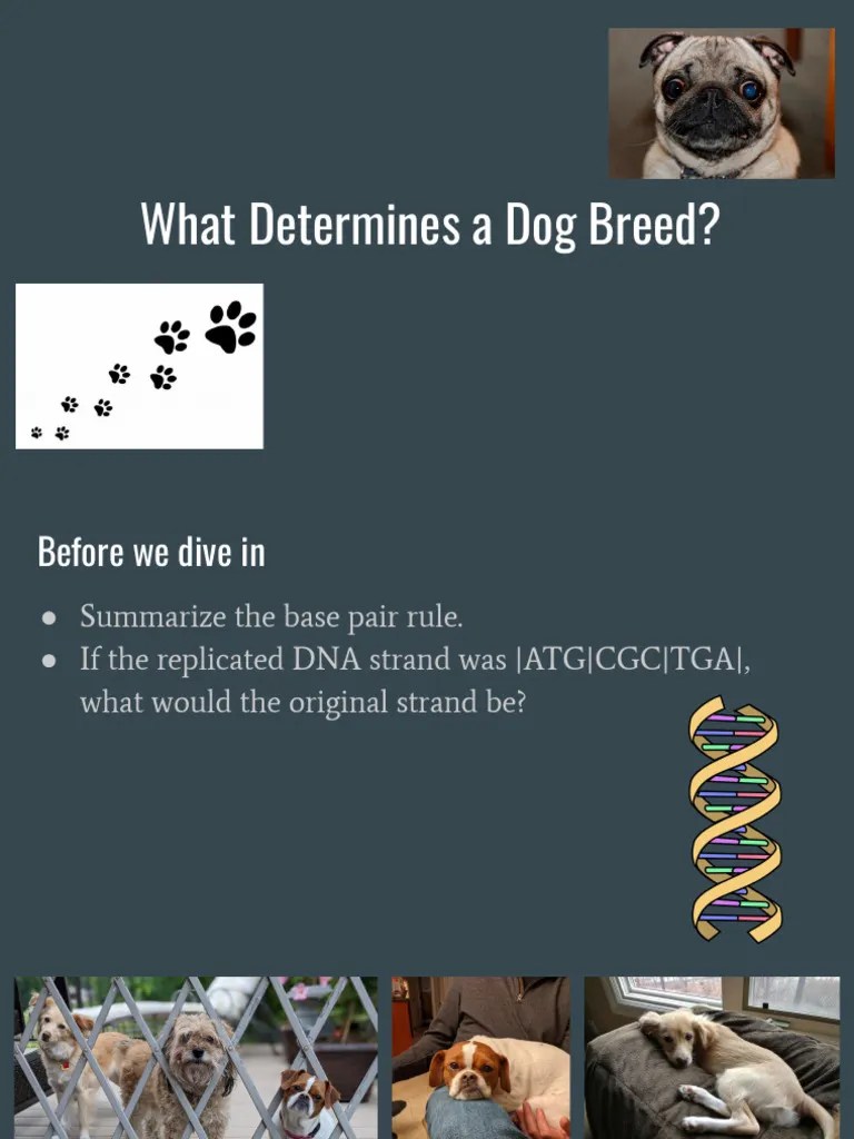 what determines a dog breed 3 PDF