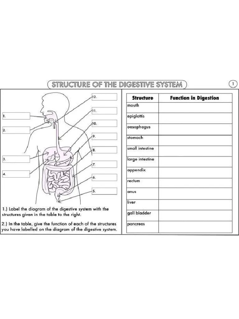 human_digestive_system_diagram_worksheet_0 | PDF