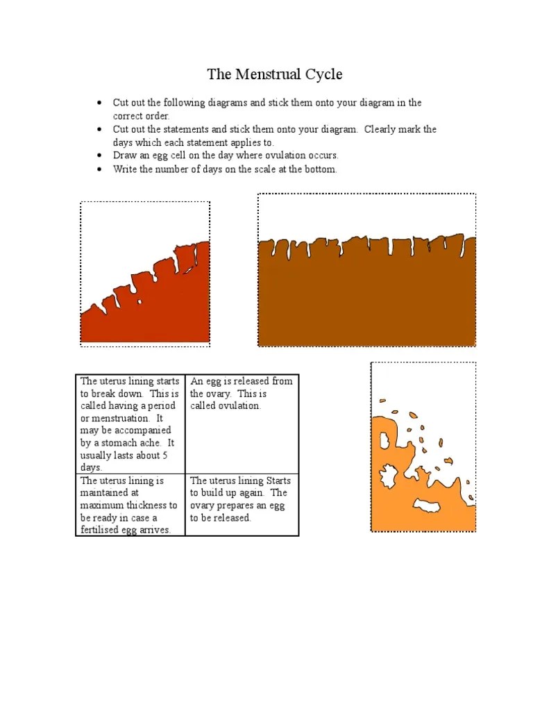 The Menstrual Cycle Worksheet