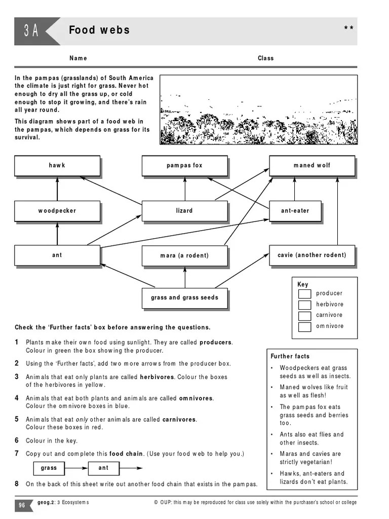 Food Web Colouring Activity PDF Foods Plants