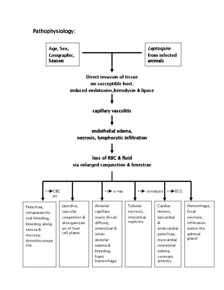 Pathophysiologyleptospirosis