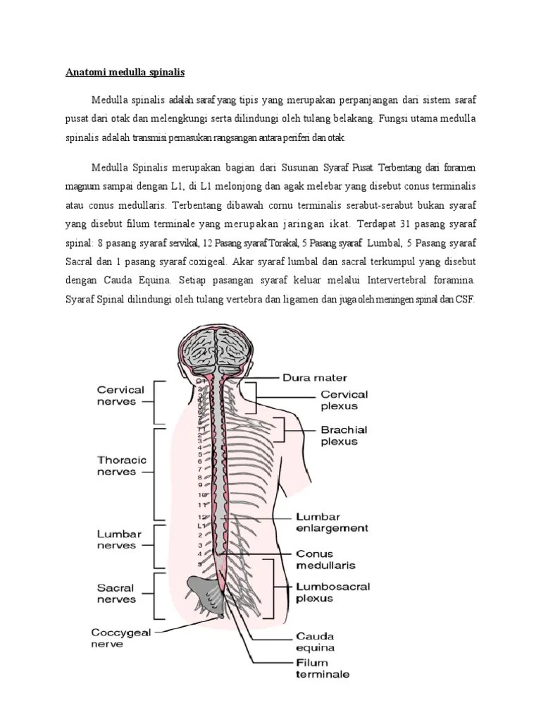 Anatomi &amp; Cedera Medulla Spinalis