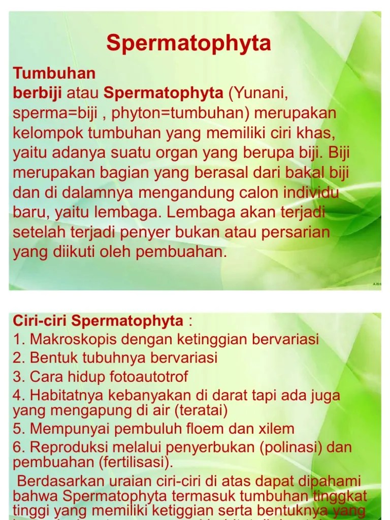 Spermatophyta Alva Lashyadi x.12 - 3 | PDF