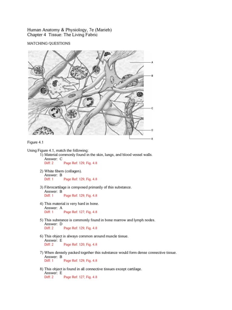 Anatomy Chapter 4 Concept Map Anatomy Chapter 4 Tissue (Biology) Skeleton