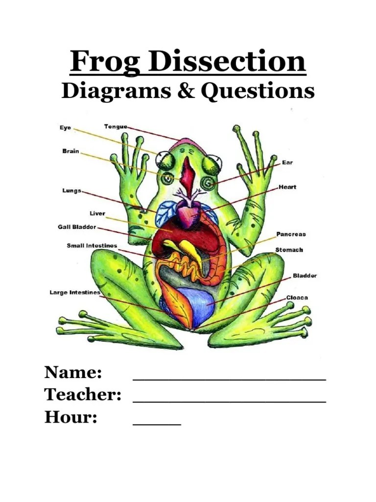 Frog Dissection Packet Human Digestive System Bile