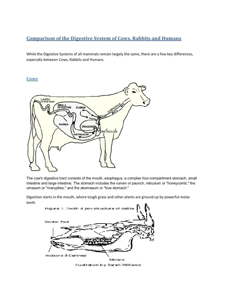 Comparison of the Digestive System of Cows