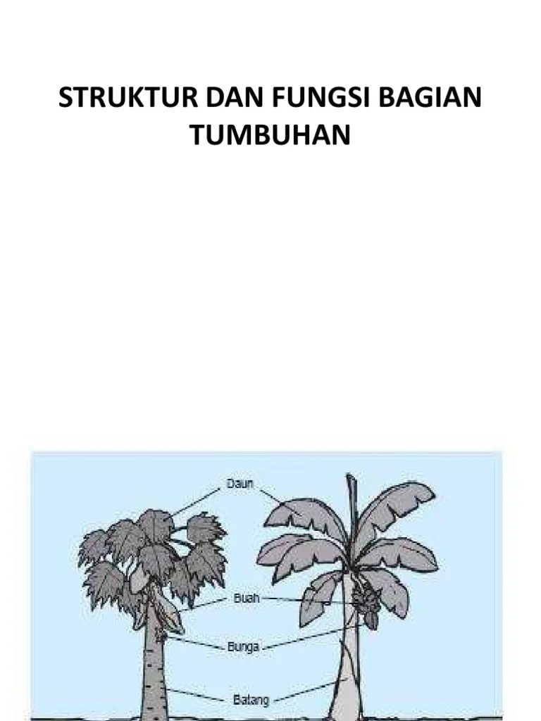 Struktur Dan Fungsi Tumbuhan | PDF