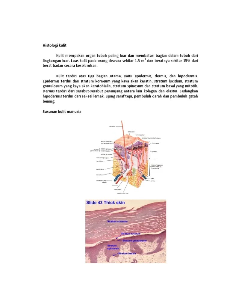 Anatomi Dan Fisiologi Kulit | PDF