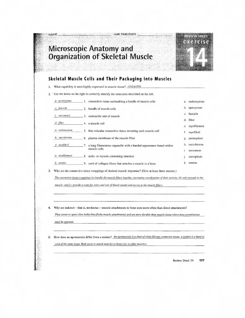 Microscopic Anatomy and Organization of Skeletal Muscle 14