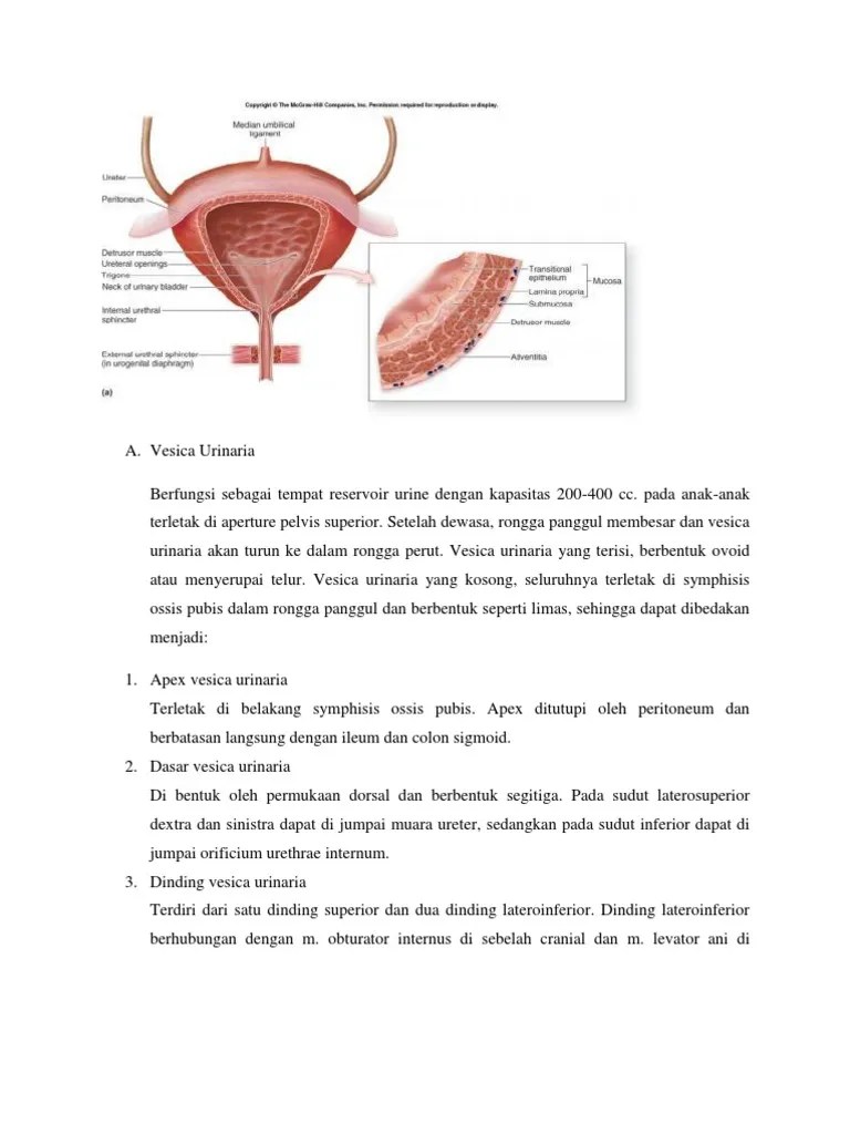 Vesica Urinaria | PDF