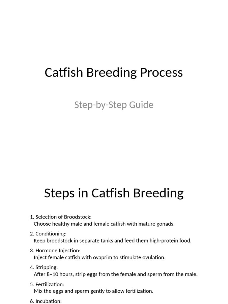 Catfish Breeding Steps Fixed PDF