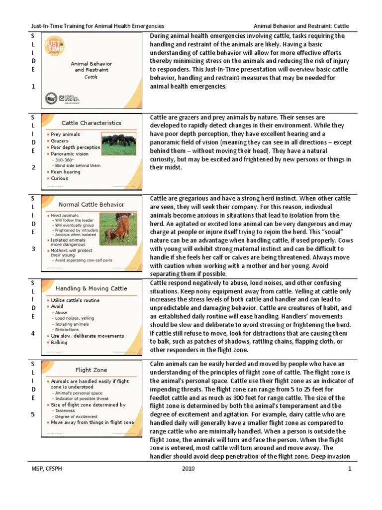 08 Animal Behavior Restraint Cattle JIT PPT FINAL SPN PDF Cattle Livestock