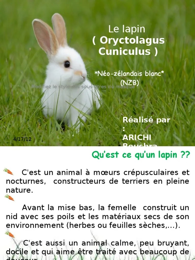 Lapin ( lapin néozélandais blanc) NZB
