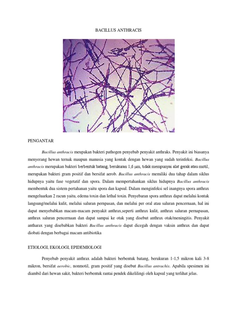 Bacillus Anthracis