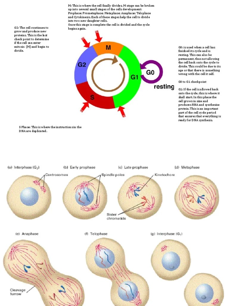 Cell Cycle. PDF Mitosis Cell Cycle