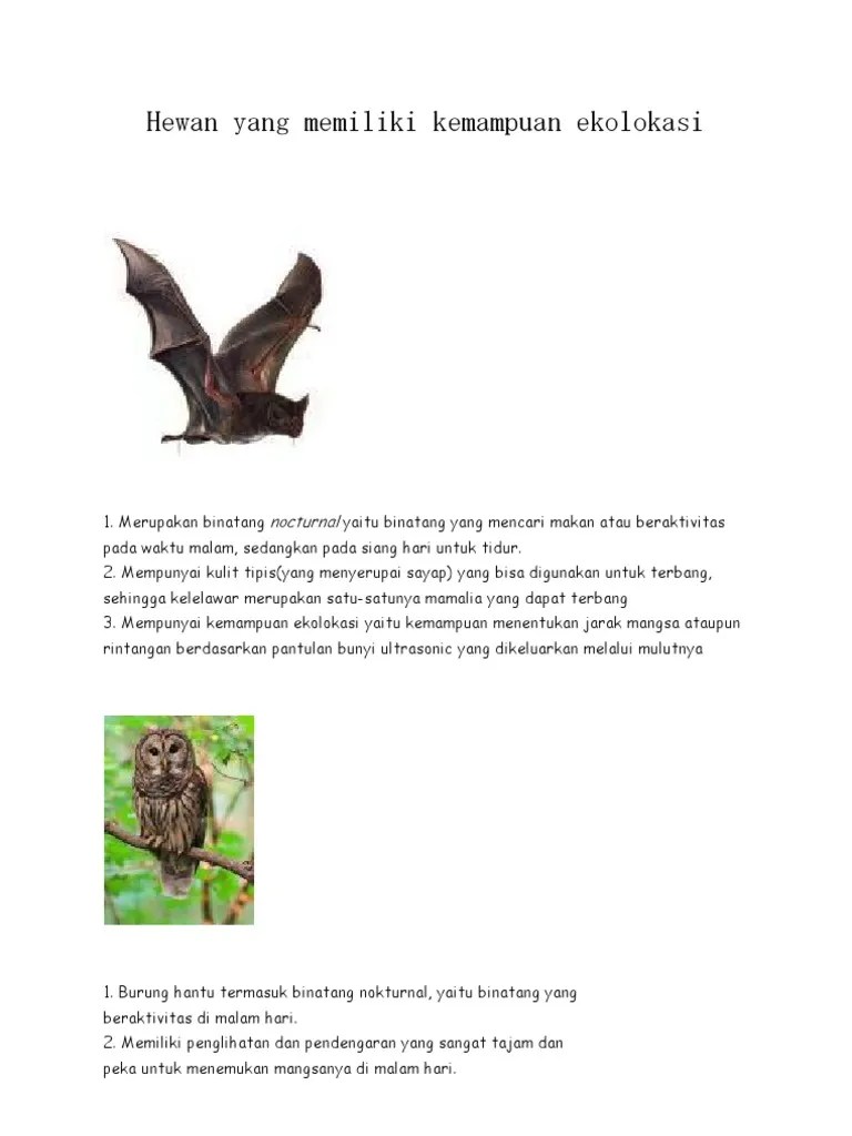 Hewan Yang Memiliki Kemampuan Ekolokasi