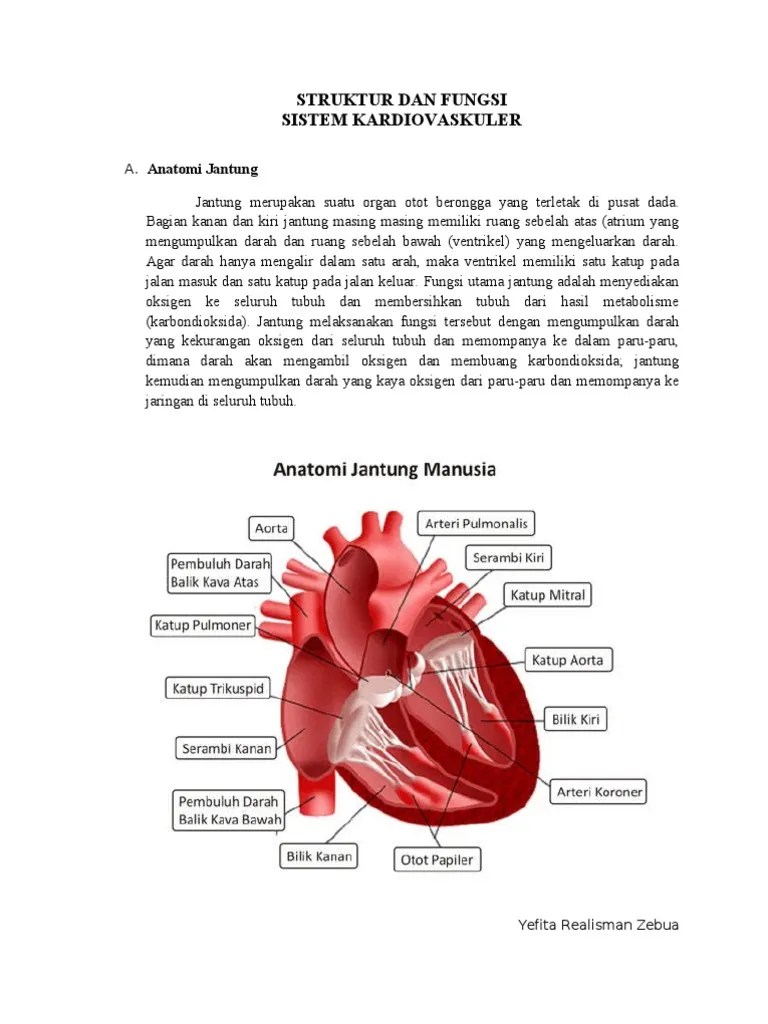 Struktur Dan Fungsi Sistem Kardiovaskuler