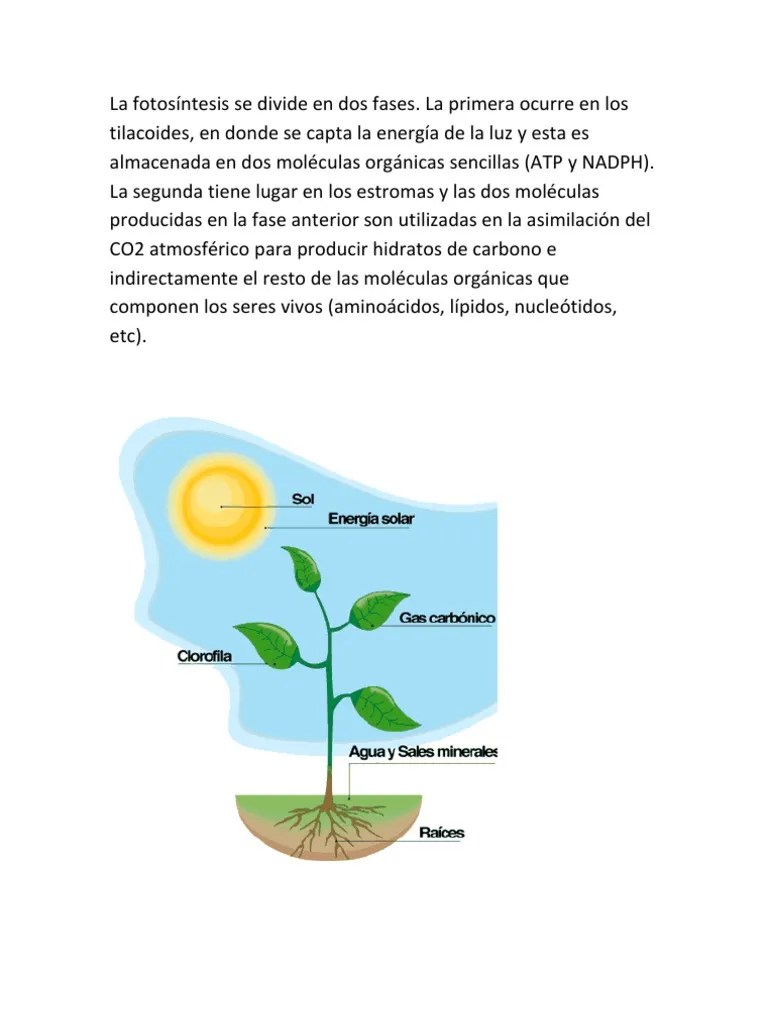 La fotosíntesis se divide en dos fases