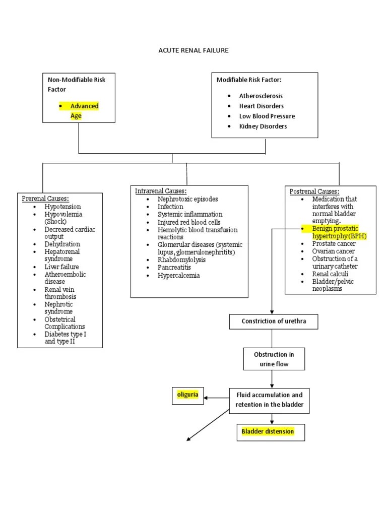 Acute Renal Failure Diagram Urinary Bladder Kidney