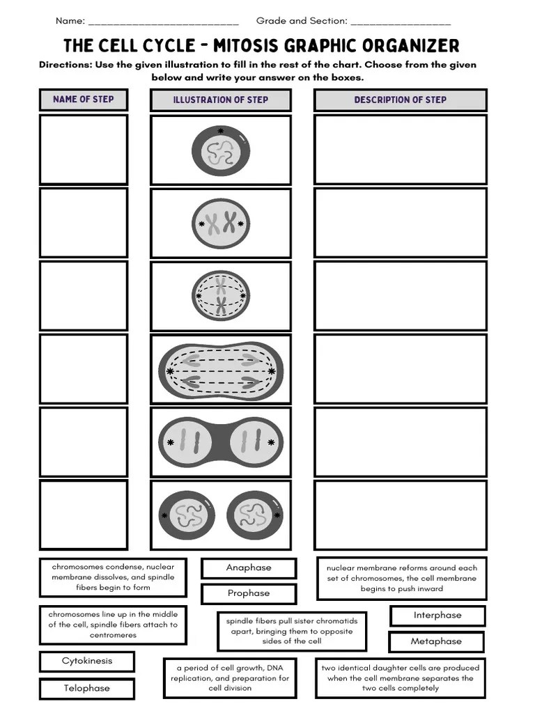 The Cell Cycle and Mitosis Worksheet | PDF