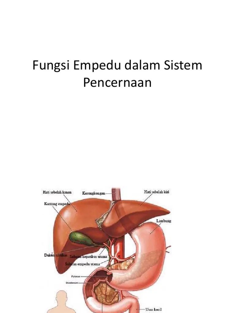 Fungsi Empedu Dalam Sistem Pencernaan | PDF