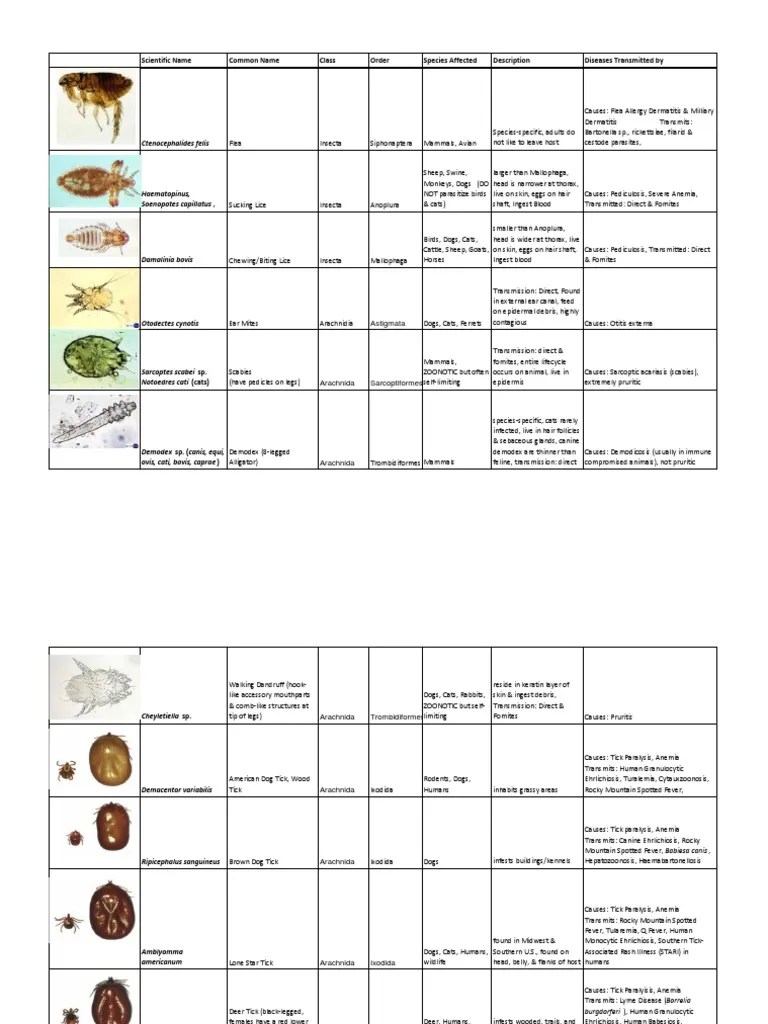 Veterinary Ectoparasites Animal Diseases Animals And Humans