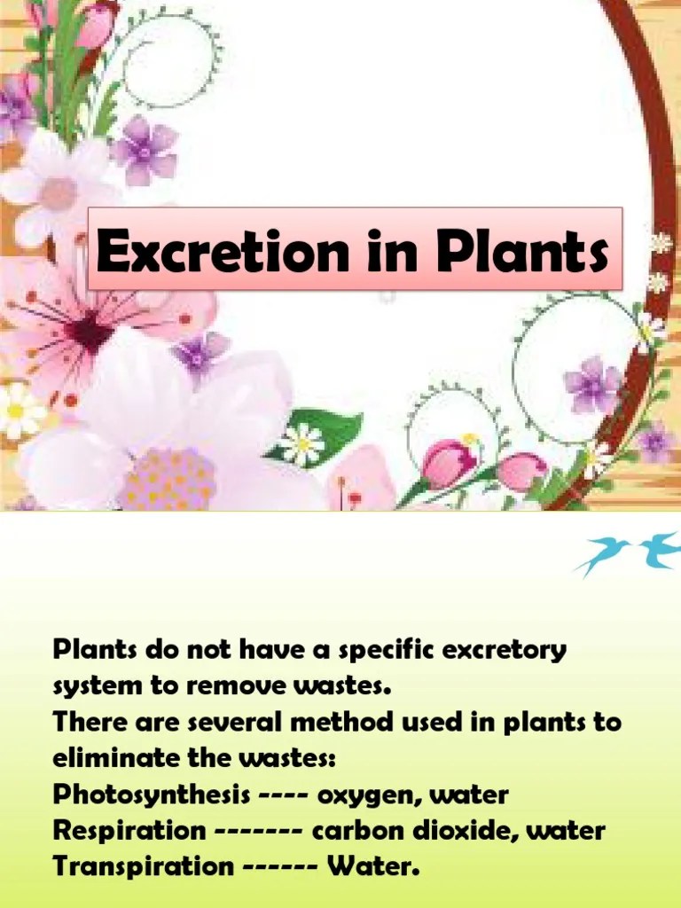 Excretion of Plant Excretion Physiology