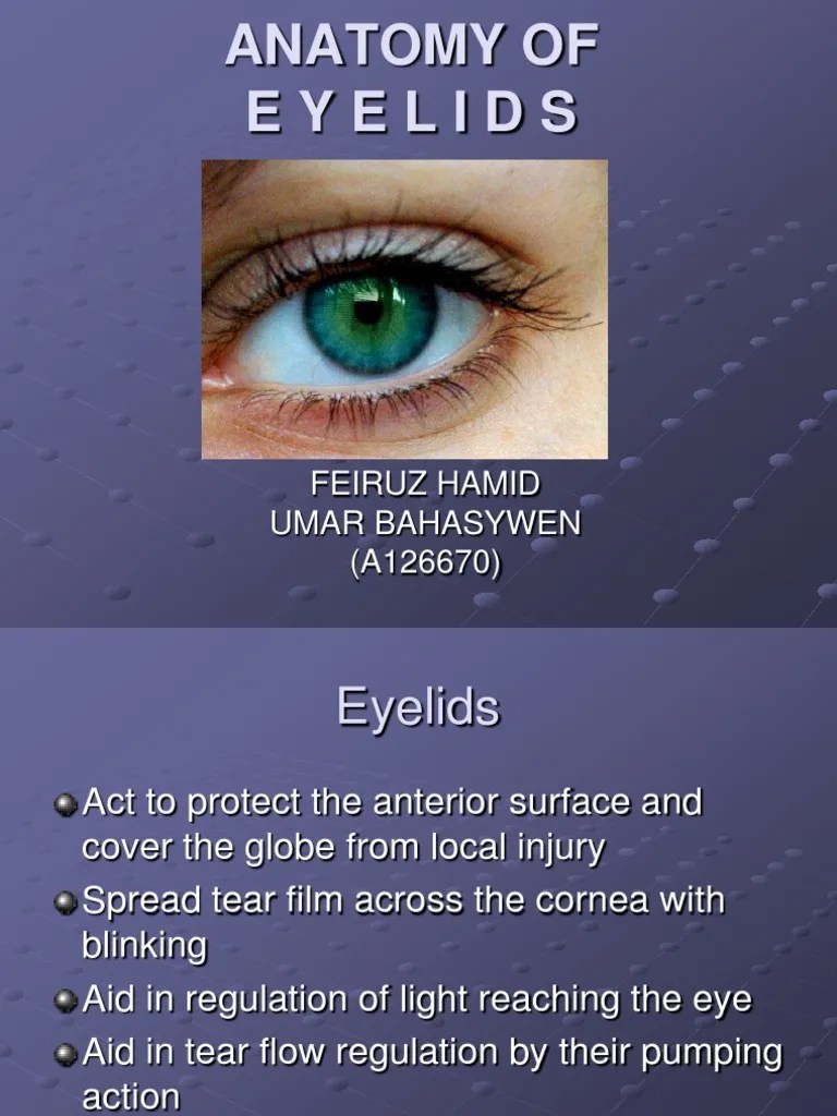 Anatomy of Eyelids PDF Skin Primate Anatomy