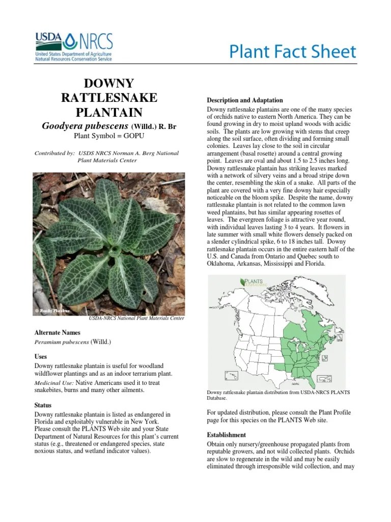 Downy Rattlesnake Plantain Goodyera Pubescens (Willd.) R