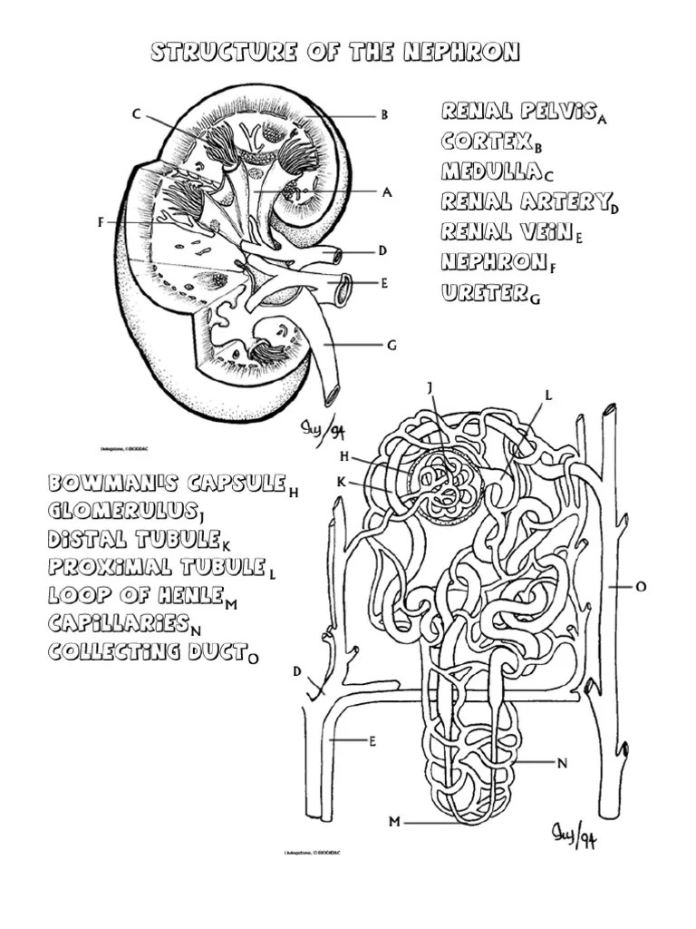 Nephron Coloring Kidney Endocrine System