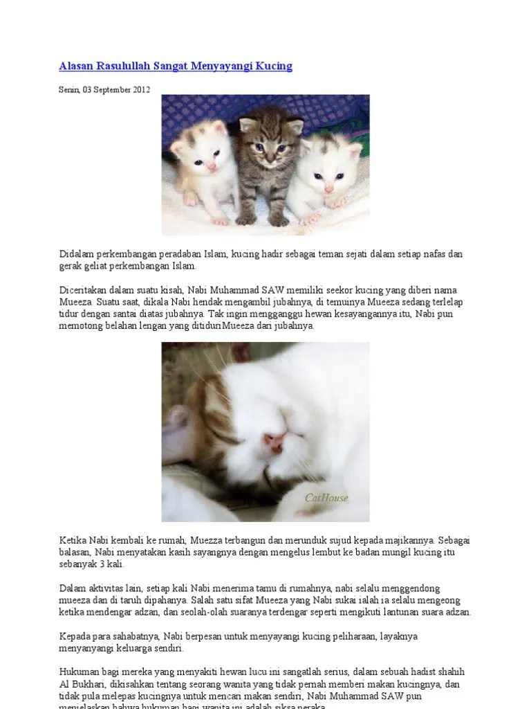 Nama Kucing Peliharaan Nabi Muhammad 81021+ Nama Untuk Kucing Comel