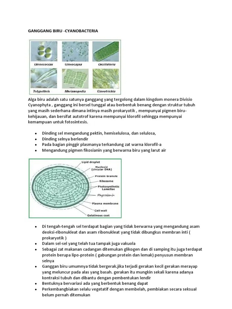 Ganggang Biru | PDF