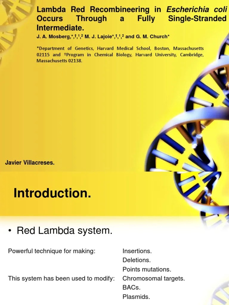 Lambda RED PDF Dna